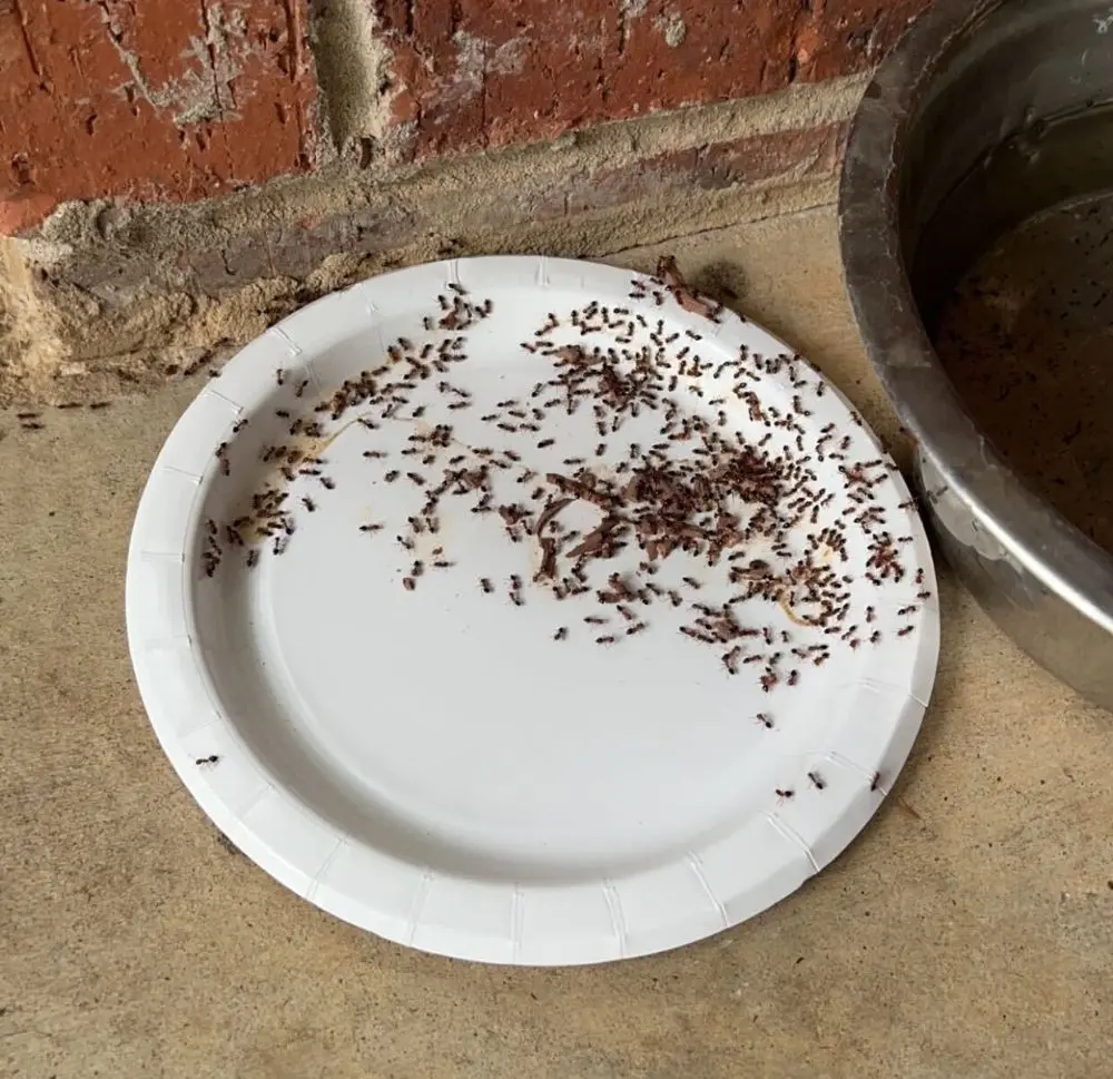 Copy of 405.- (U_ FW GS PC) Ants food forage (u_GBP)
