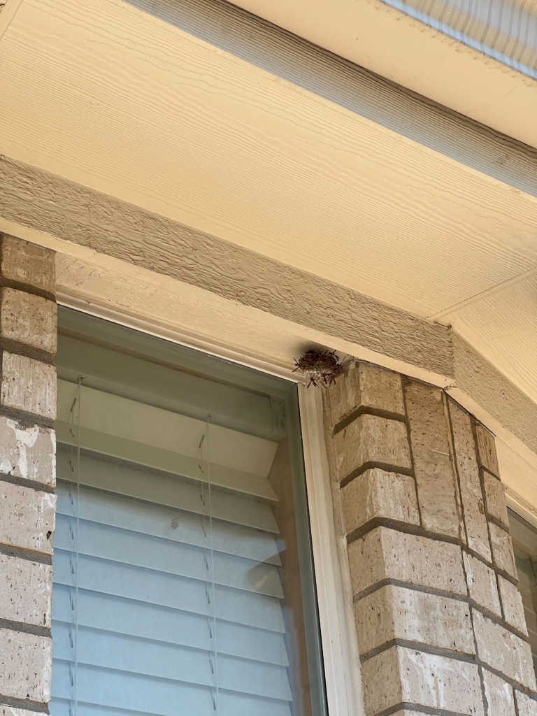 Wasp Nest
