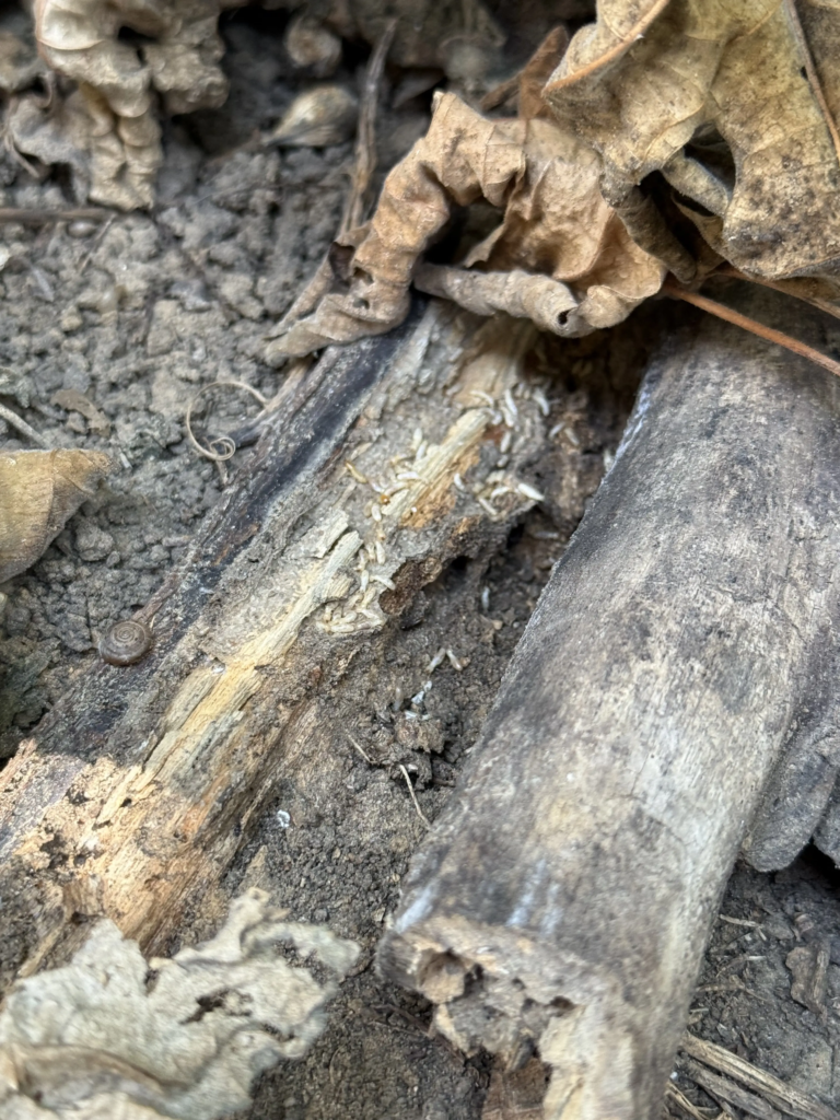 Copy of 510.- Termites on property