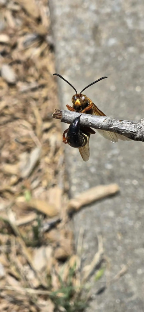 Copy of 530. Wasp