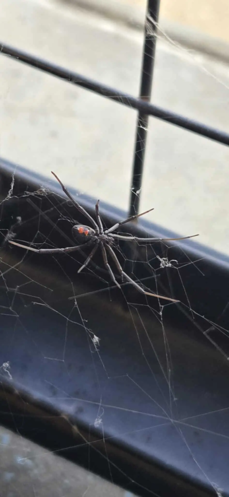 Copy of 531.- Black widow