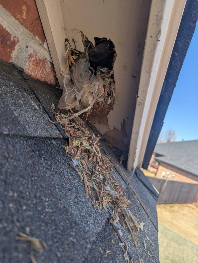 Copy of 57. Raccoon damage on roof III