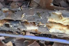 CS termite Structural Protection 2