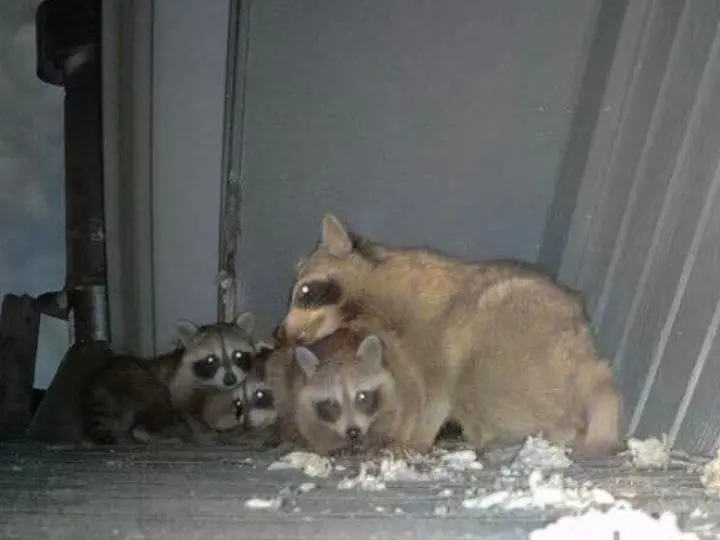 family of raccoons