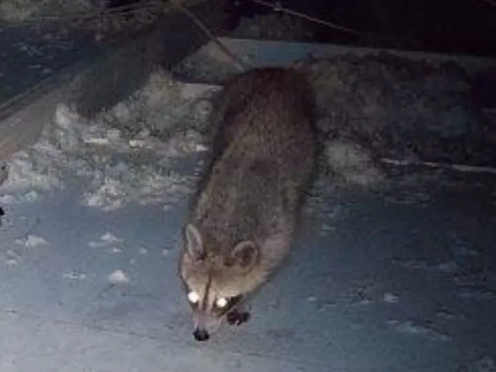 raccoon in the attic