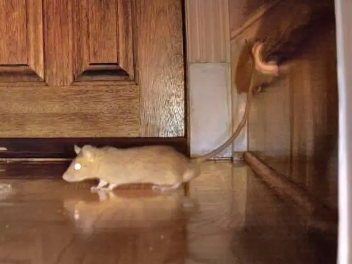 rodent in the house