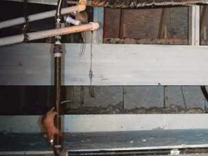 rodents in the attic