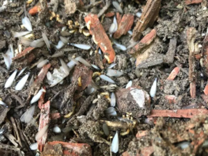 termites