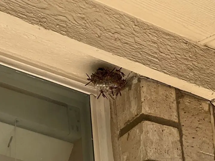 wasp nest 2