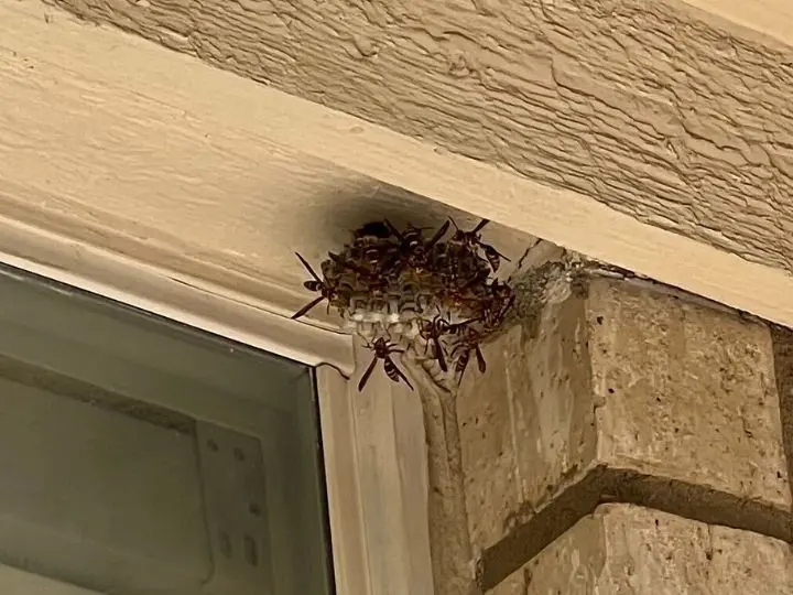 wasp nest