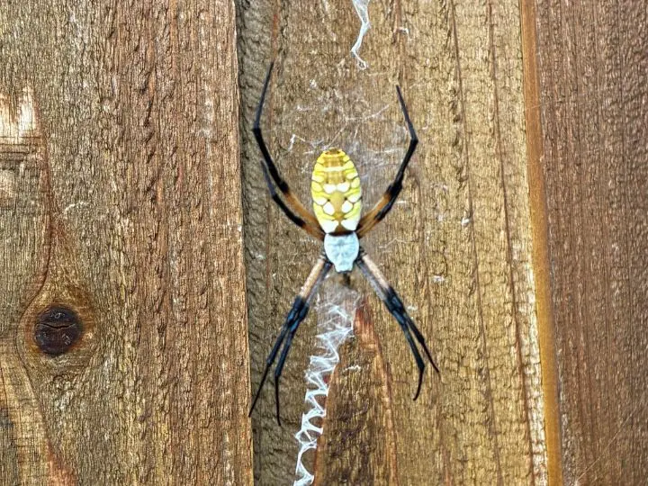 yellow and black spider
