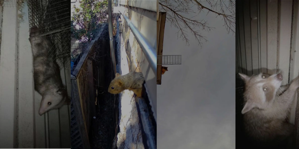 Austin critter removal