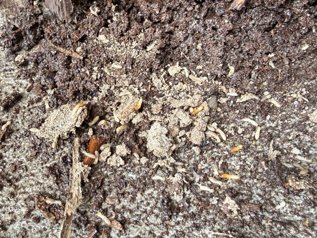 termite removal brenham