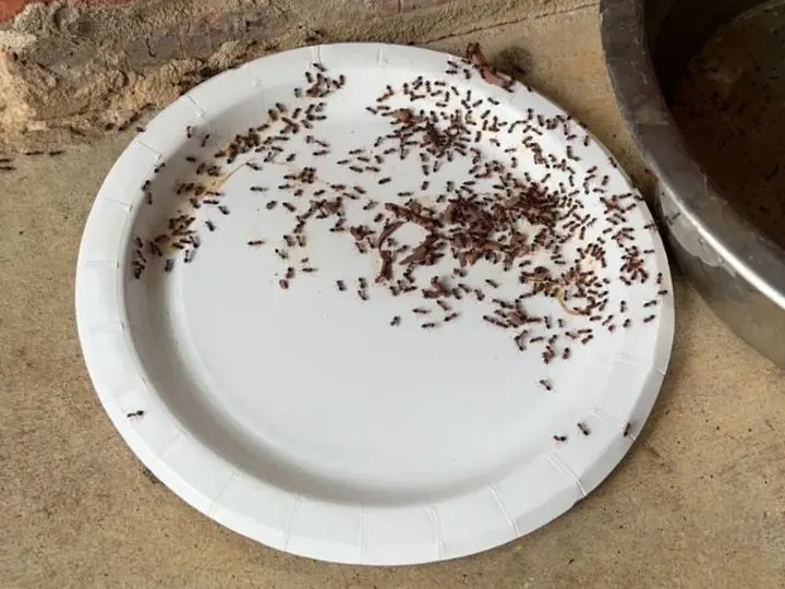 ant control brenham