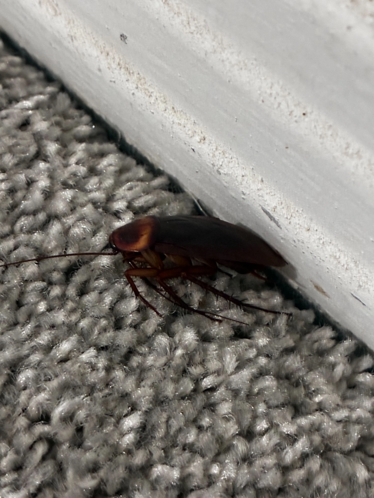 cockroach control brenham