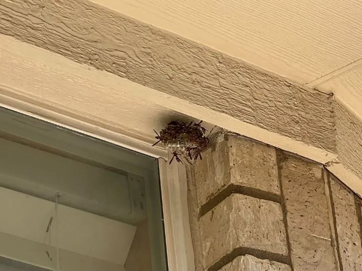 wasp nest removal brenham