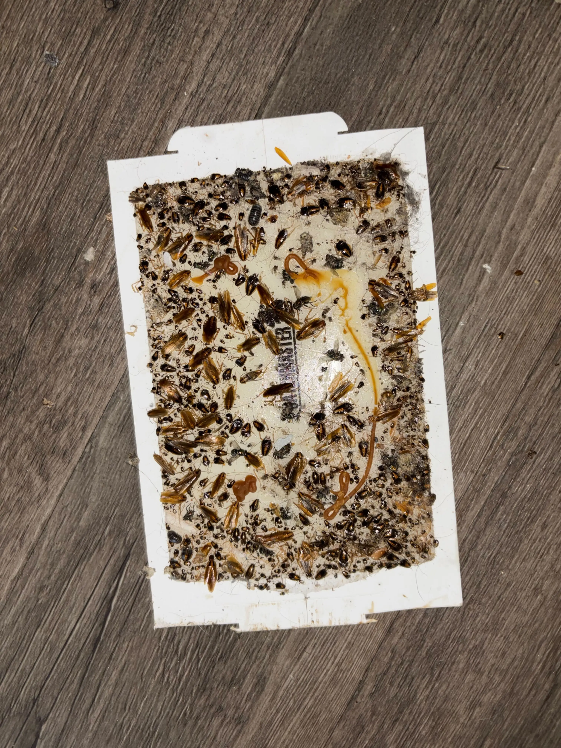 cockroach control