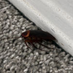 cockroach control