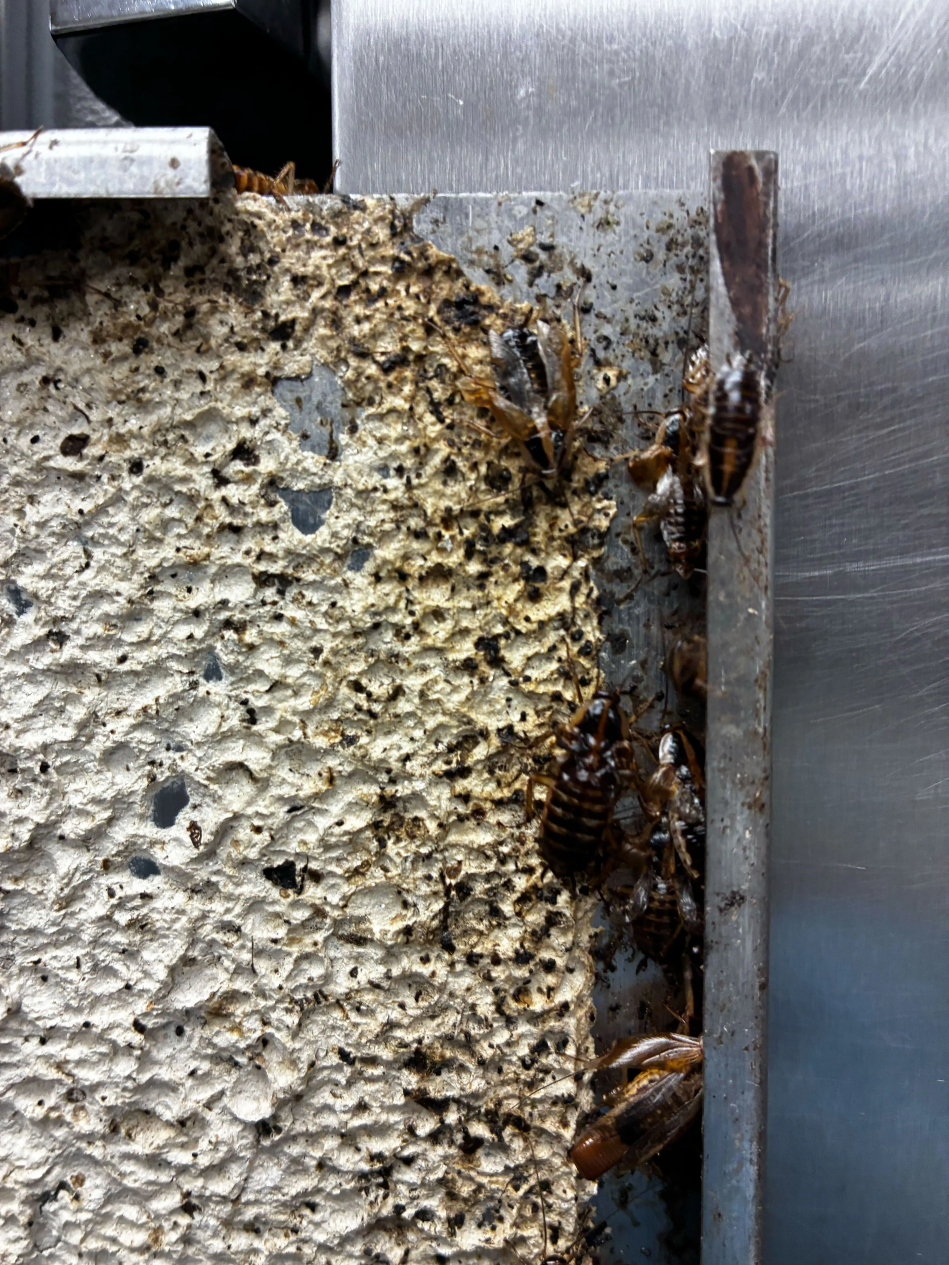 cockroach control