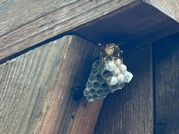 wasp removal
