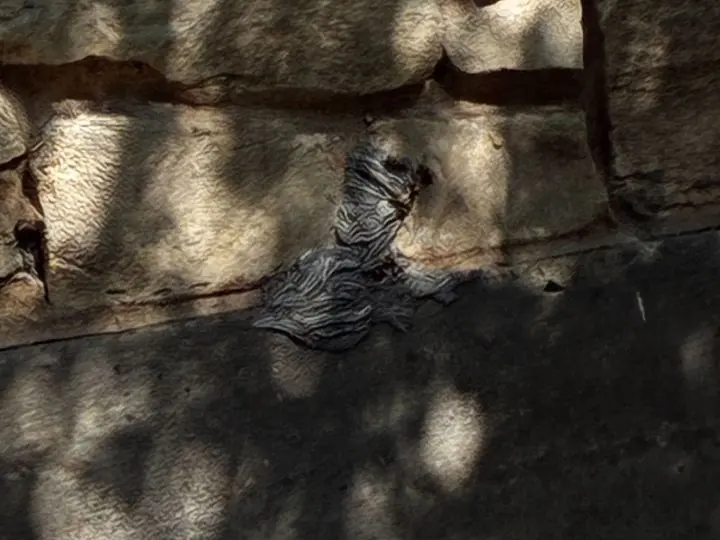 yellow jacket wasp nest