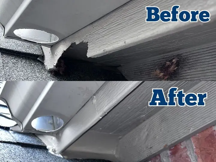 raccoon removal