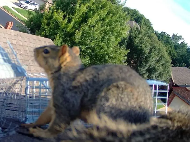 Photo of a squirrel taken during a wildlife removal Plano job.