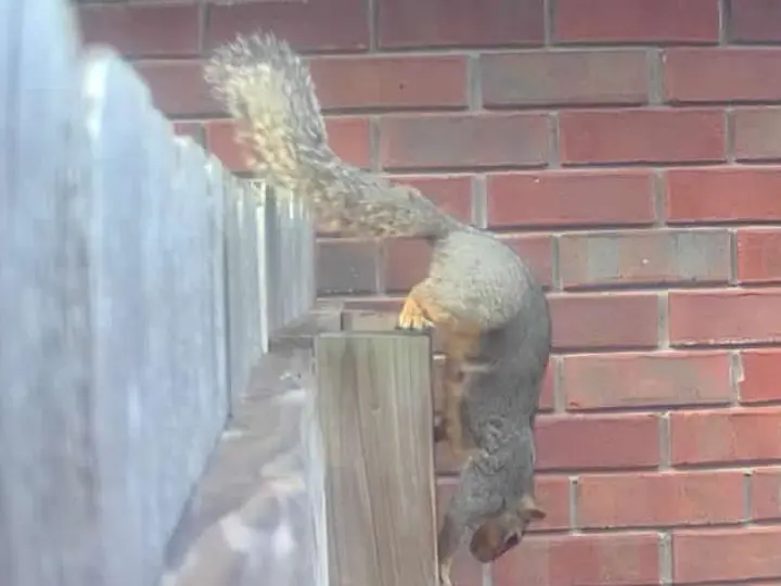 Photo of a squirrel taken during a critter removal Dallas job.