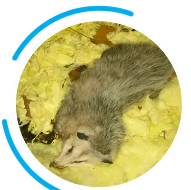 raccoon bg