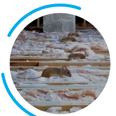 raccoon bg