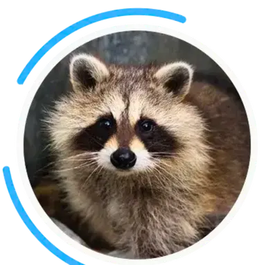 raccoon bg